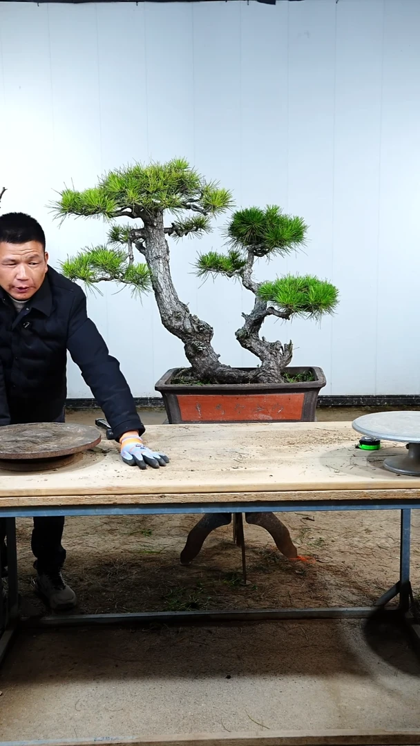 无花朵松树木架包邮