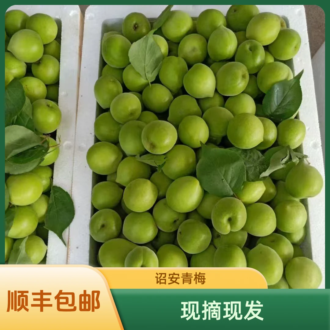 诏安青梅大果正宗高山青梅鲜果 纯手摘老树酸梅子泡酒酸爽可口