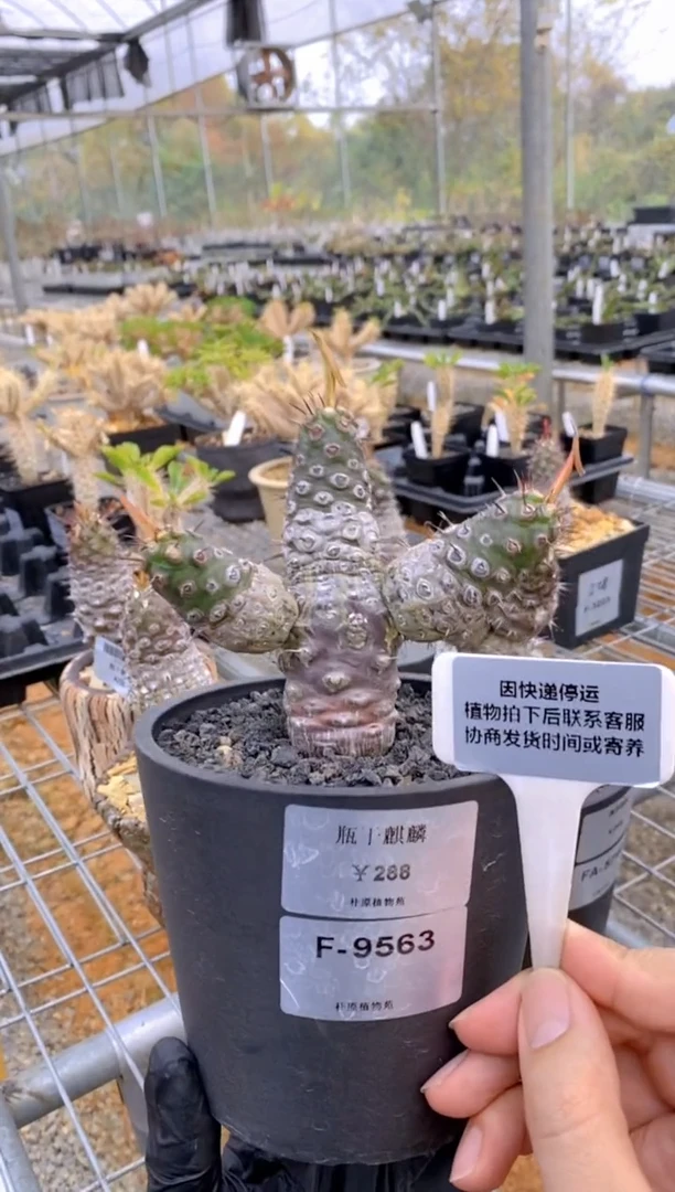 【闪购商品】瓶干麒麟FA-9563