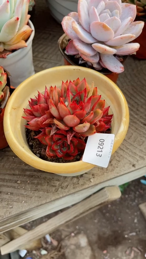 【闪购商品】09213多肉