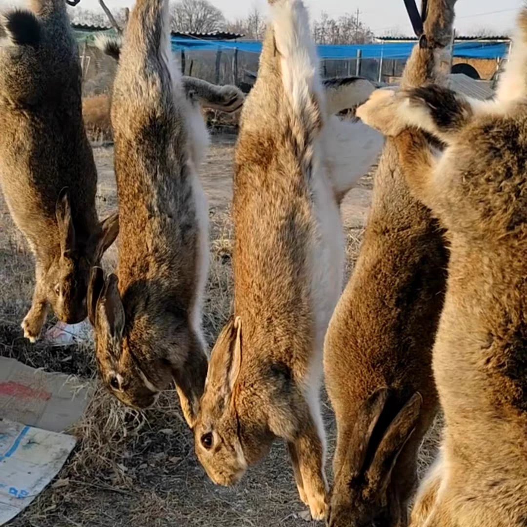 内蒙古农家散养新鲜兔肉（净重包3斤）