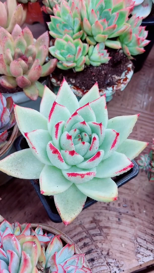 如**天05042多肉植物一物一拍