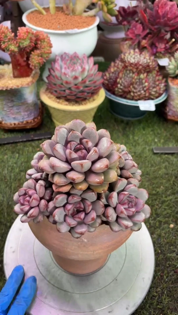 【闪购商品】12939