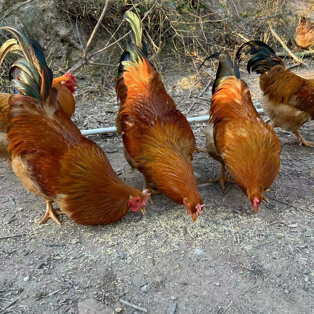 农家五谷喂养300天以上河田老阉鸡