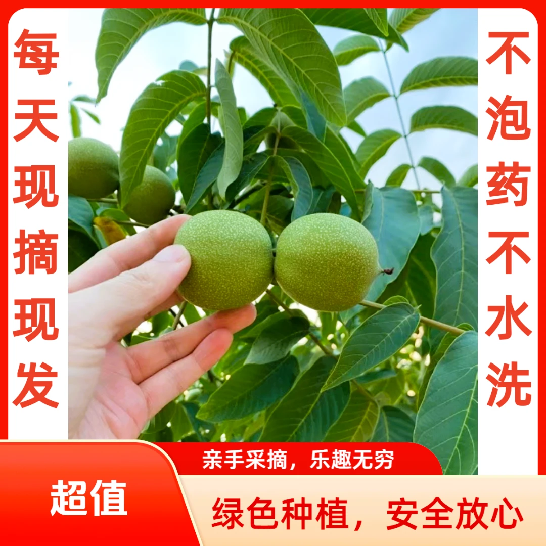 2025云南保山高山老树核桃新鲜湿核桃带青皮