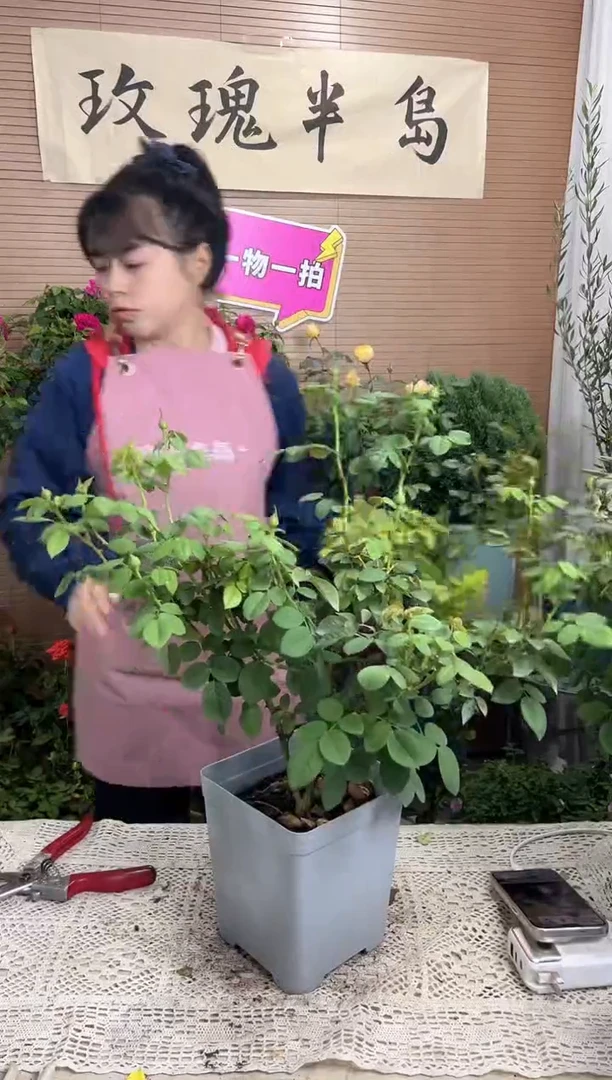 雀啾1.5加仑扦插苗