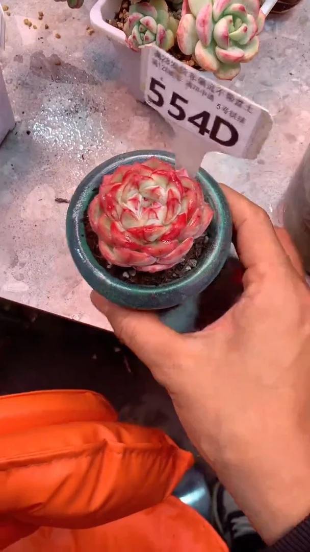 554D（一物一拍实付满28发货，默认不带盆土）