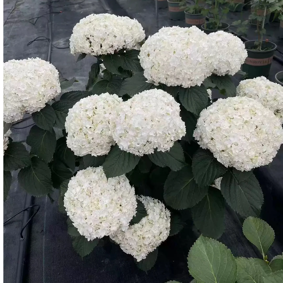 花野家 安妮公主绣球花