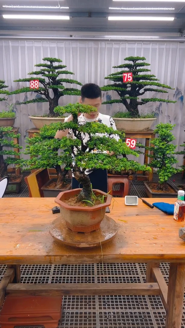 无花朵精品盆景直播间一物一拍
