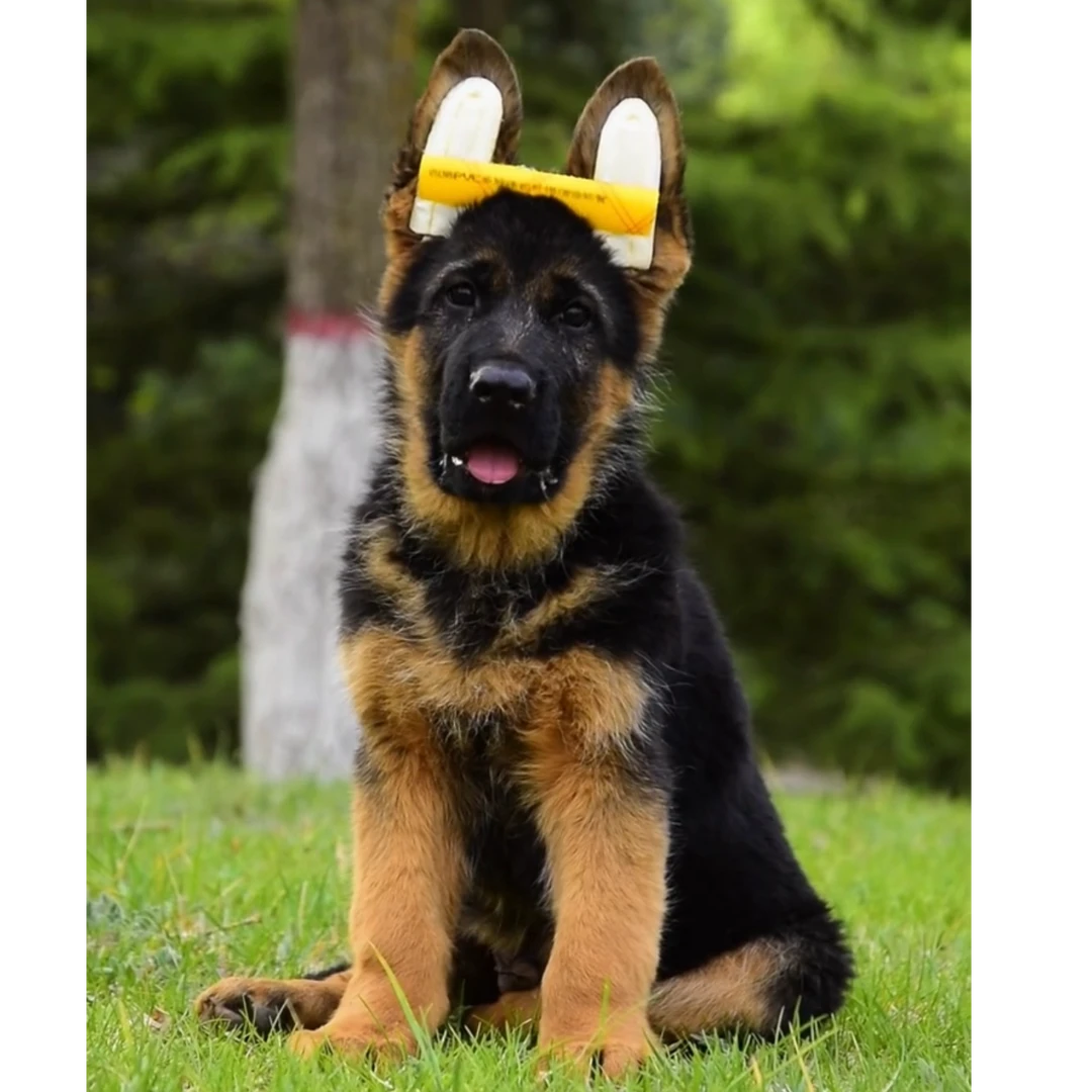 萌奇德牧 狗狗活体