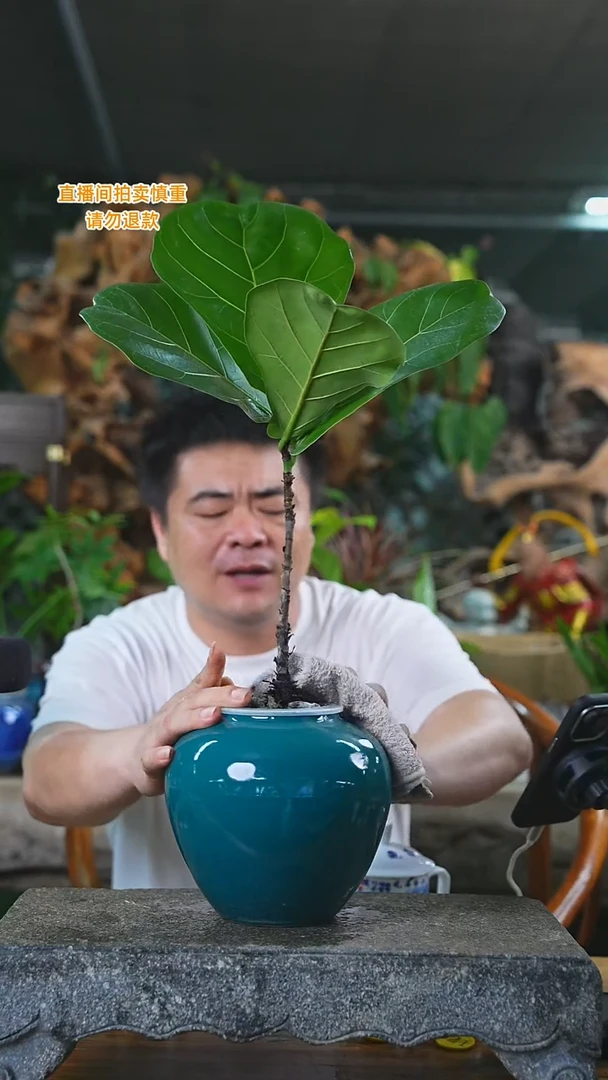 当前无花栽培后可以开花超大琴叶榕（釉色随缘）241T