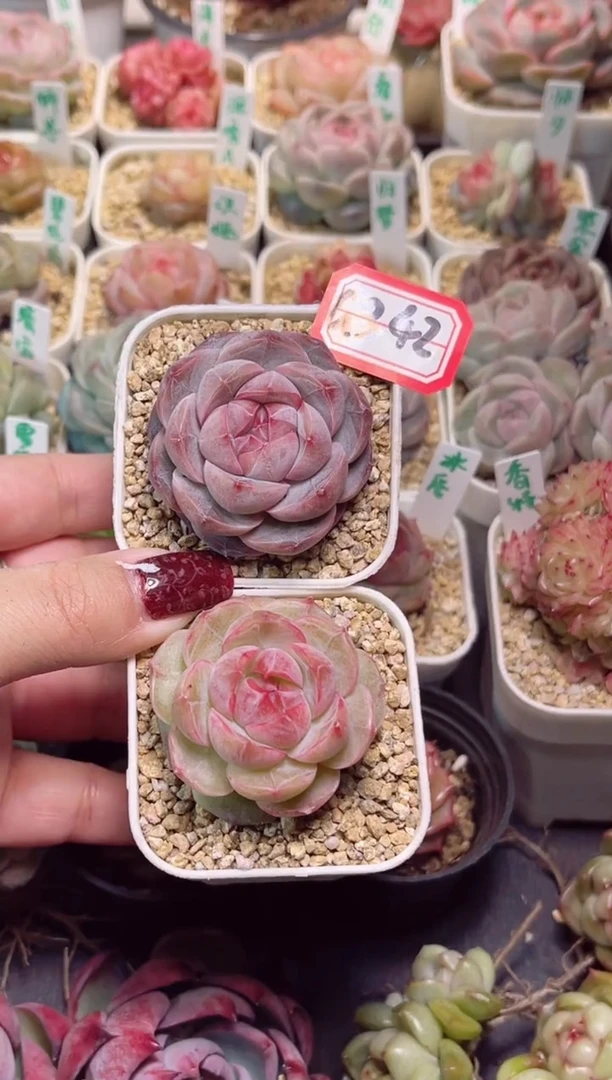 【闪购商品】G342冰唇紫瞳一物一拍