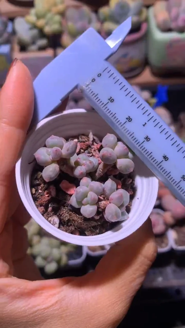 多头蓝莓奶酪多肉，