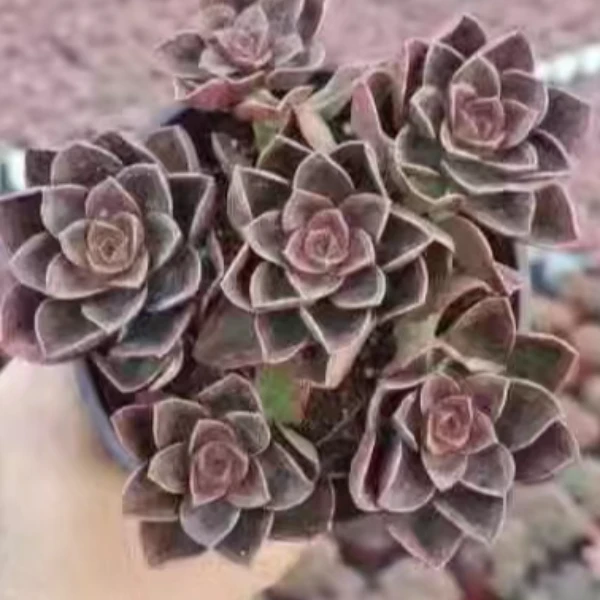 地栽巧克力  新手必拍好看好养 云南发货精品多肉植物