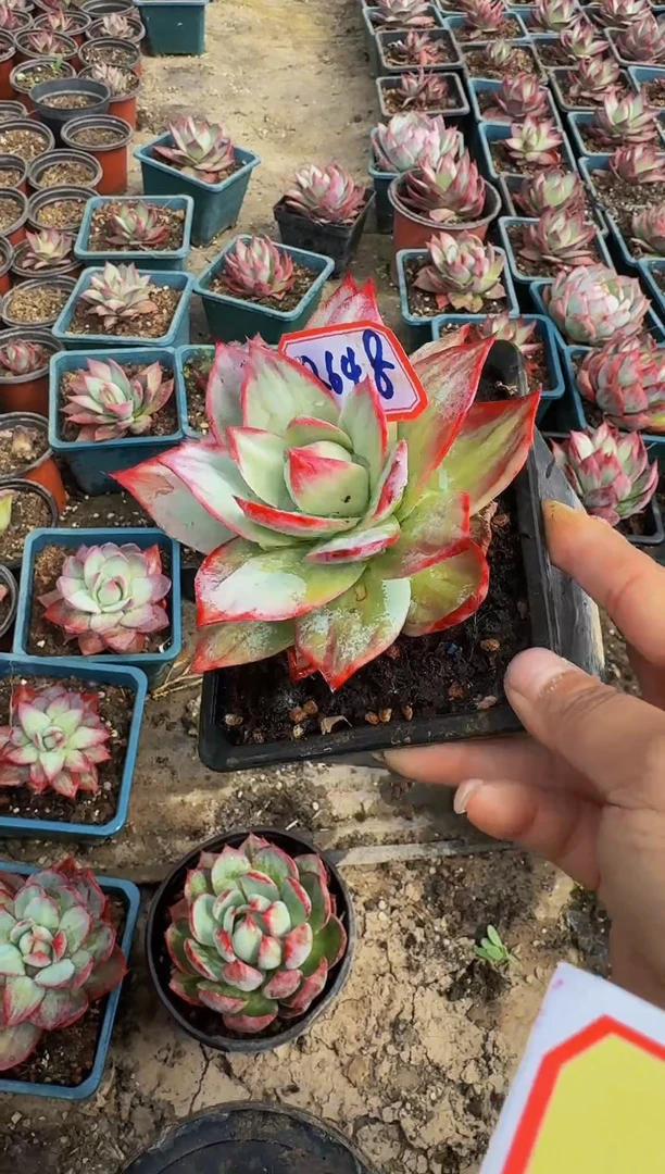 2648惊鸿仙子（裸根发货）