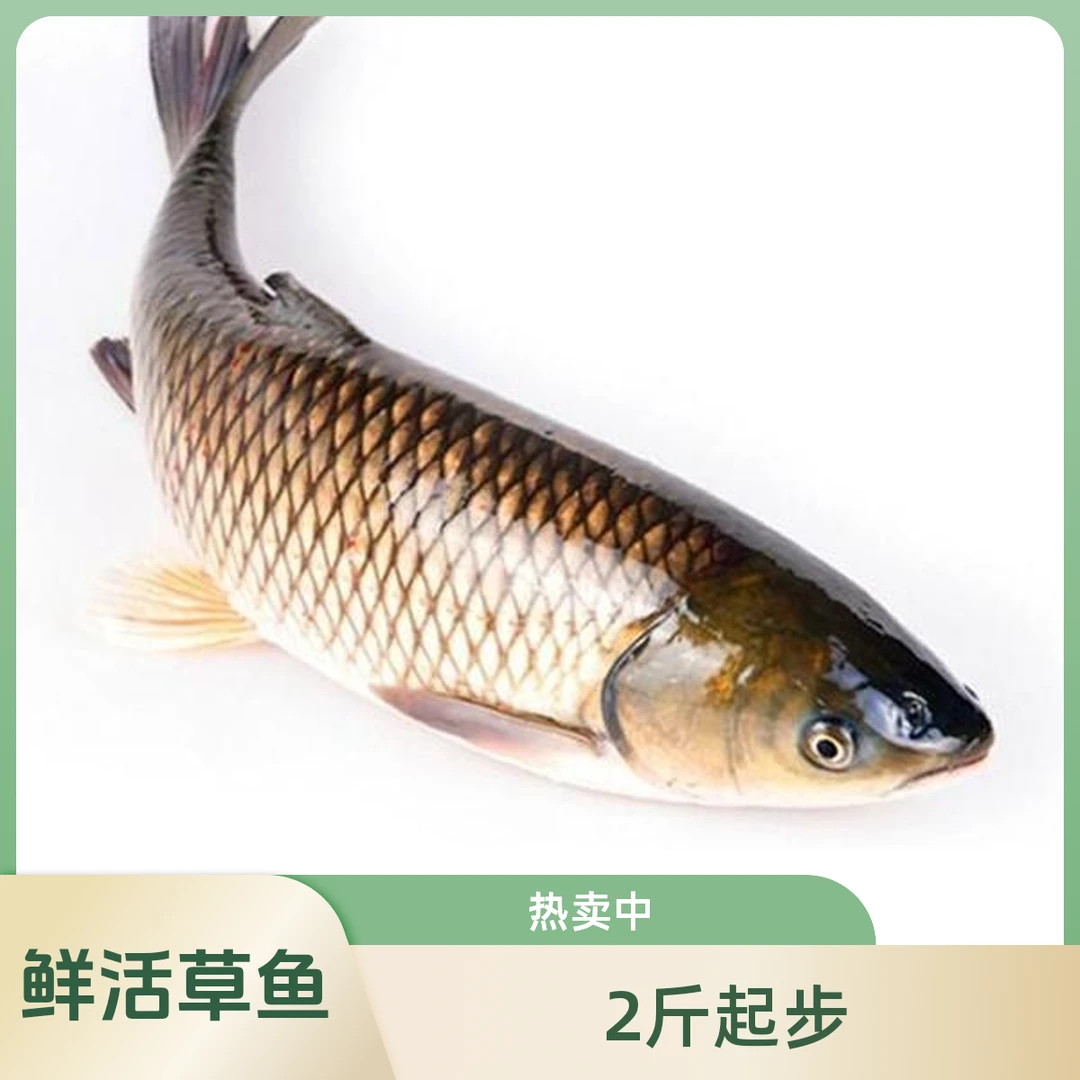 无品牌鲜活草鱼2kg