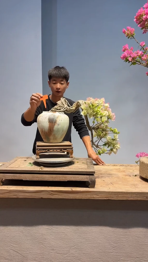 以实际为准三角梅77