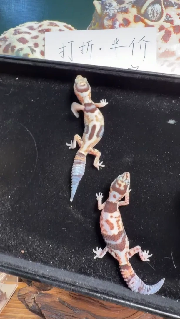 豹纹守宫肥尾守宫