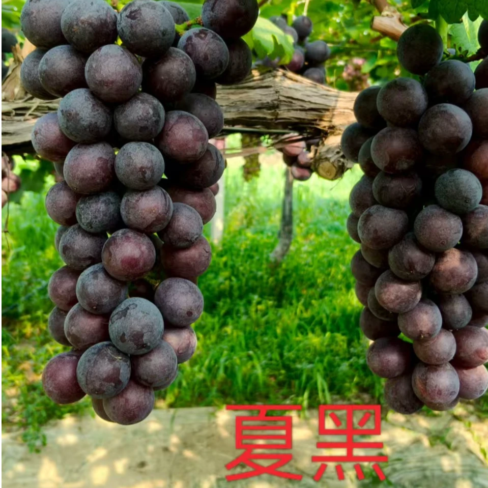 三拼【当季新鲜】正宗现采巨峰葡萄美人指夏黑新鲜多汁夏季当季水果