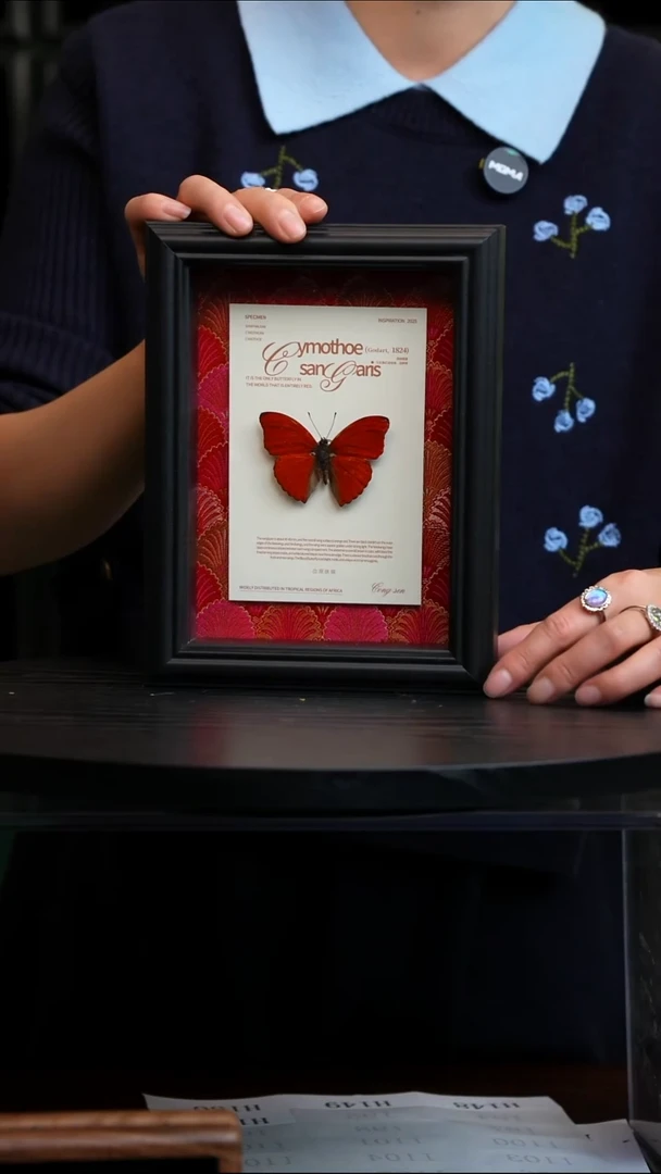 血漪蛱蝶红布底新版本