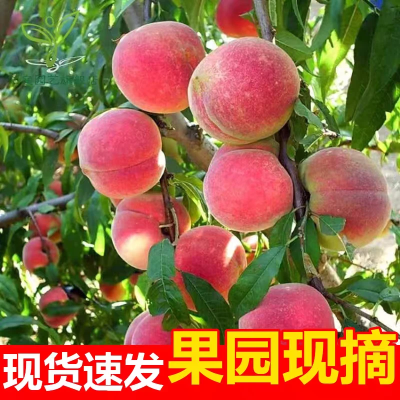 桐柏山突围水蜜桃毛桃大果新鲜现摘现发脆软两吃当季应季水果
