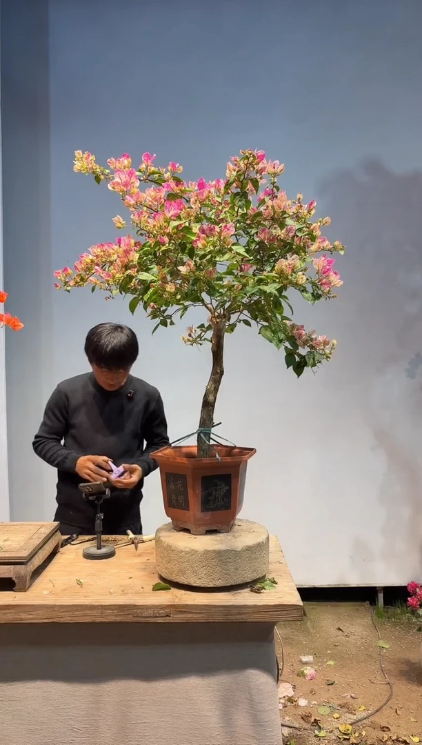 以实际为准三角梅53