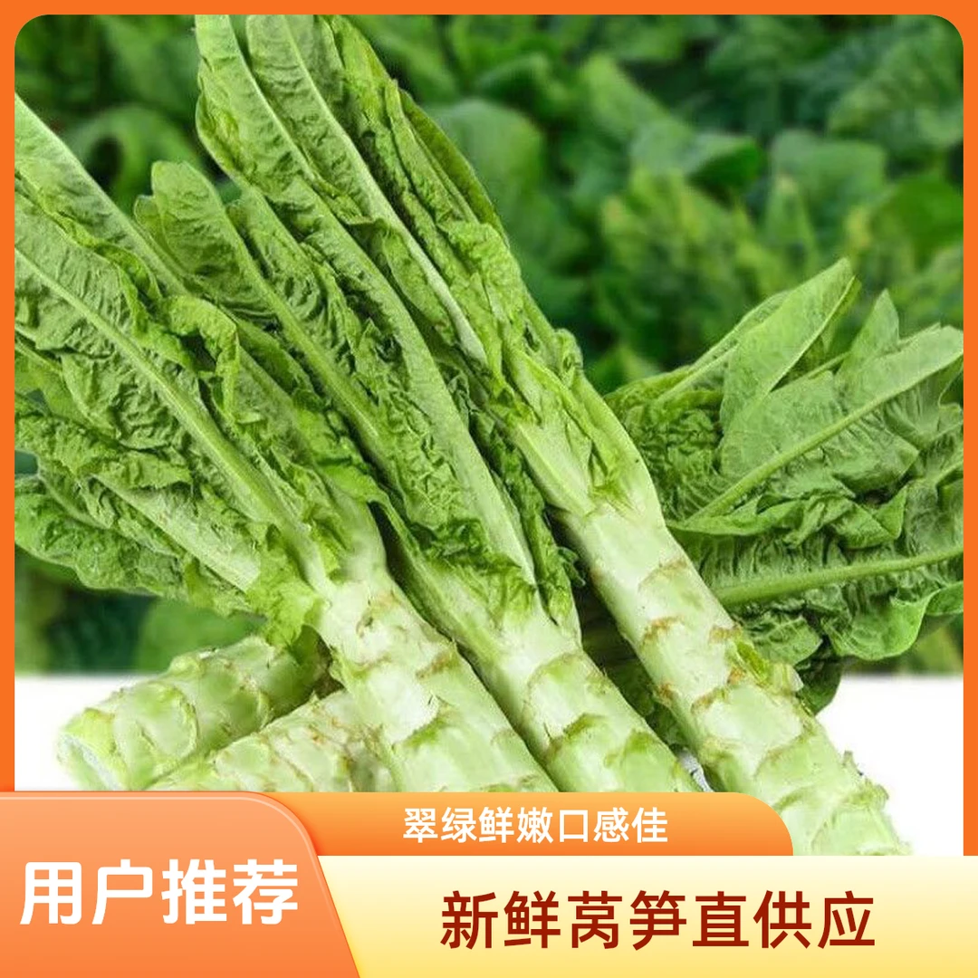 农家自种薄皮香莴笋新鲜当季蔬菜莴苣脆嫩爽口多汁香莴苣坏了包赔