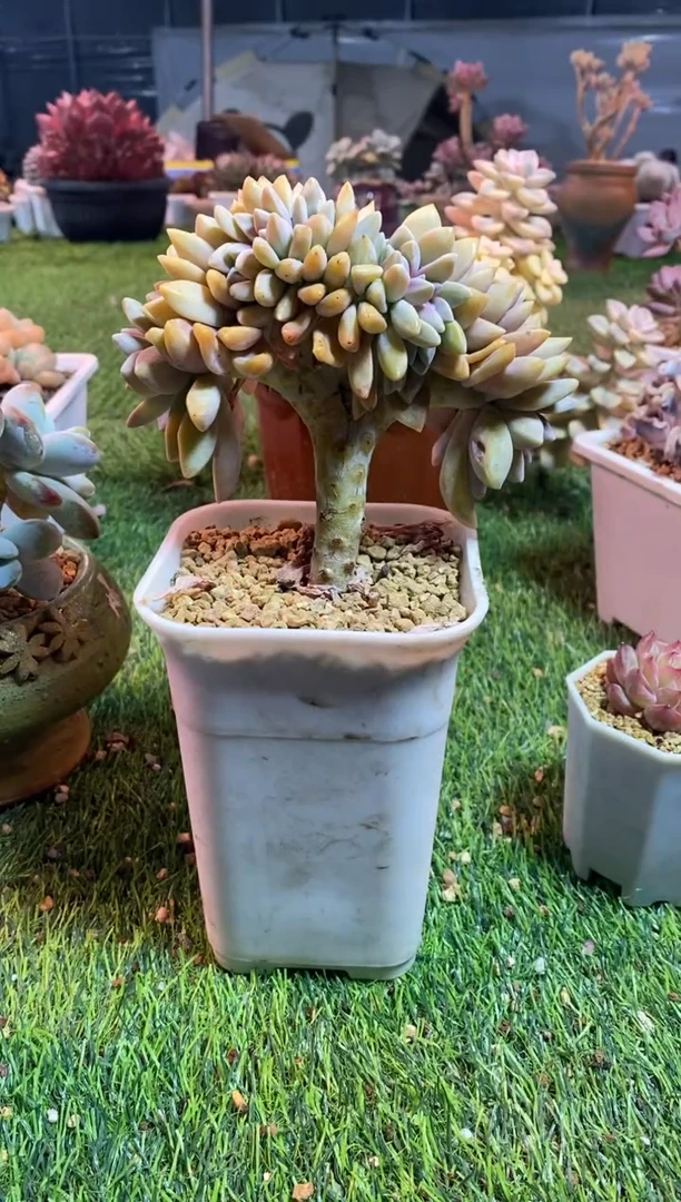 【闪购商品】0445a