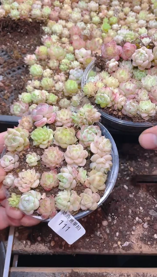 111A级麦秆女王     量拍