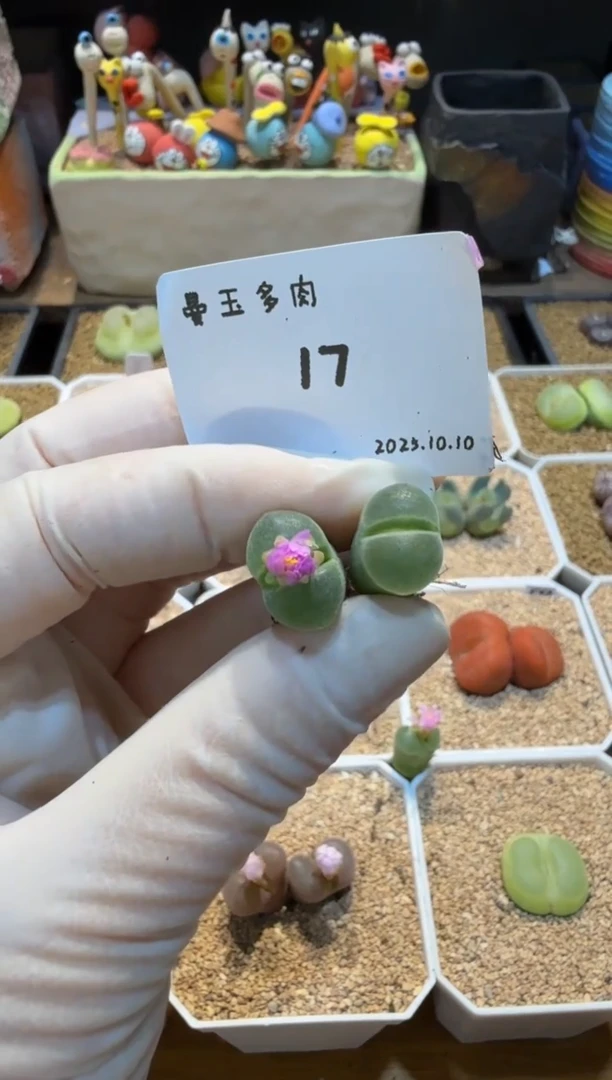 无花朵喜****刷25.10.10-17喜羊羊
