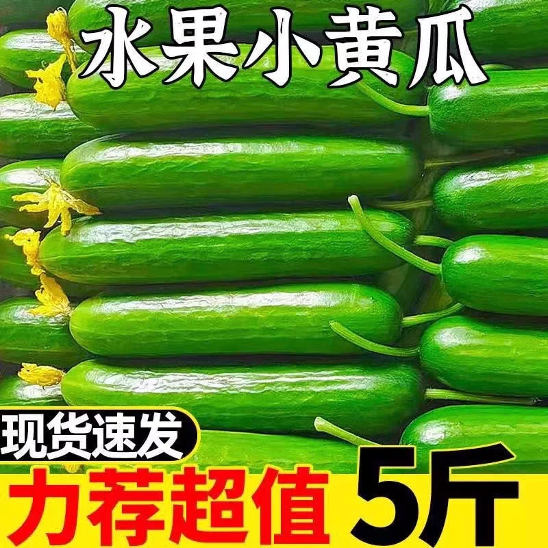山东水果黄瓜5斤,现摘现发,又脆又甜水果黄瓜