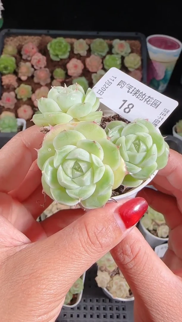 1120-18群生不包整