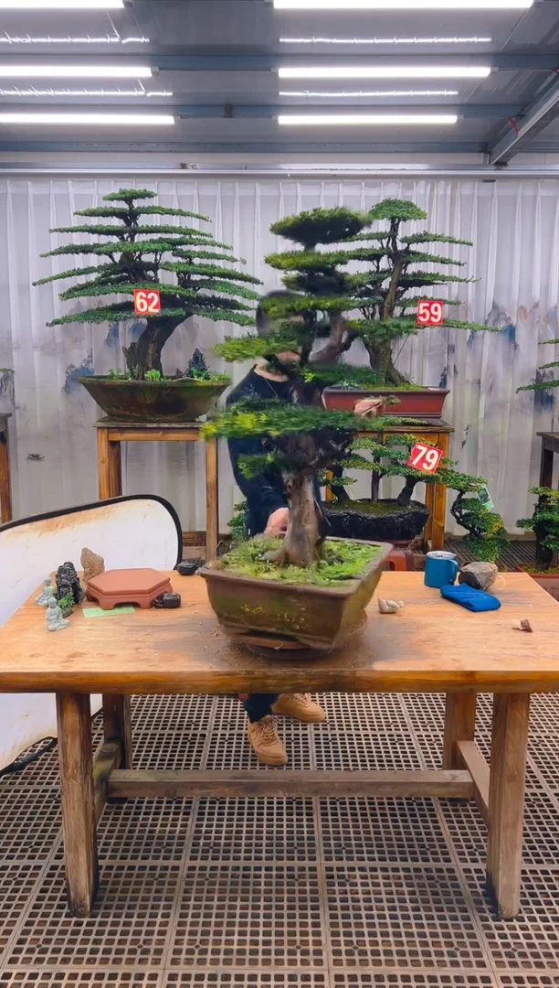 无花朵木*精品盆景直播间一物一拍