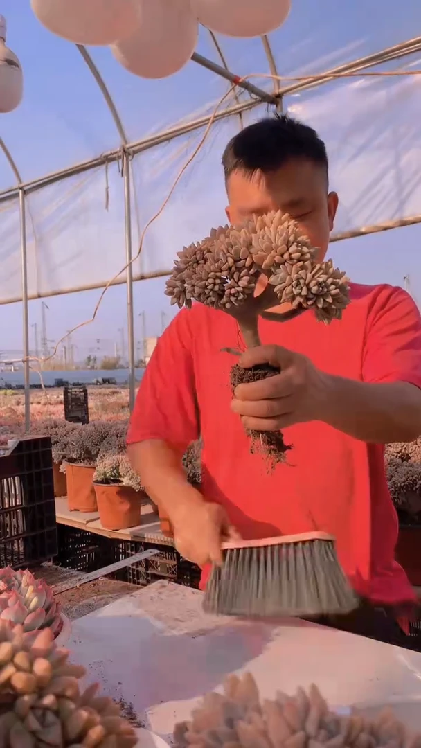 【闪购商品】缀化154