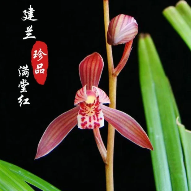 【满堂红】四季兰建兰新款正品兰花浓香花艺双全兰花源头