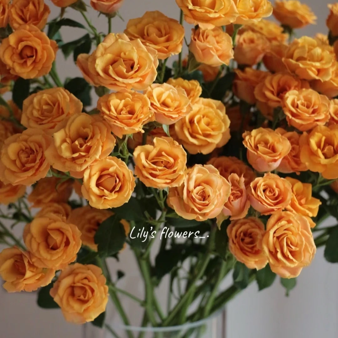 （枫糖泡泡-多头）玫瑰云南基地直发生活鲜花