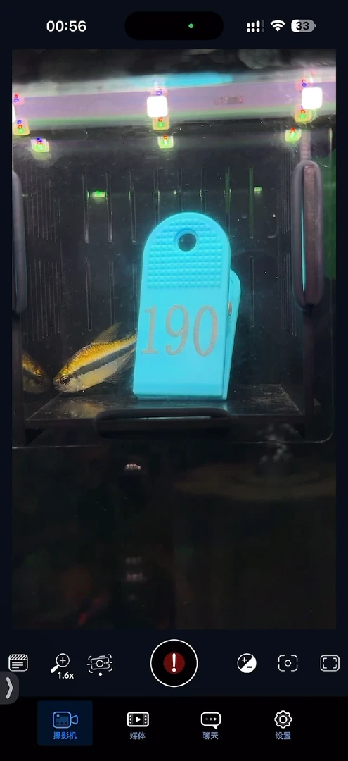 灯科鱼【190】白金隆背柠檬蓝帝