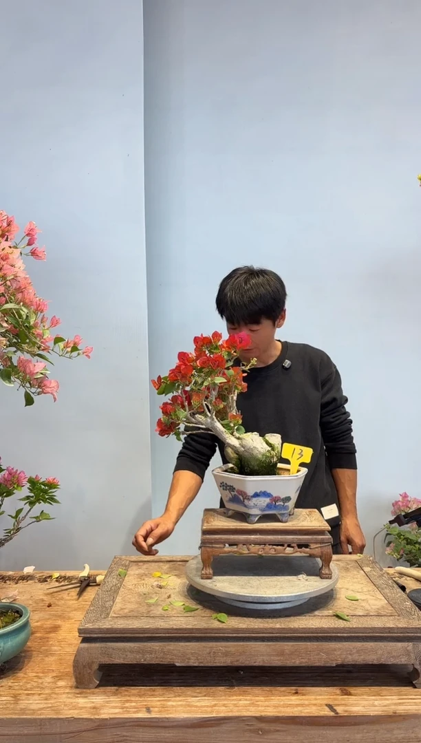 以实际为准氨*酸三角梅13