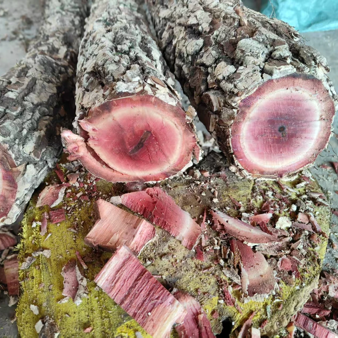 云南深山海风藤新鲜下山货整段发货（生的，直播间一物一拍）