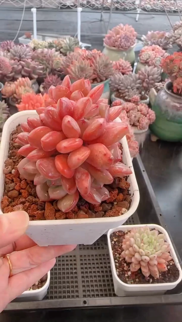 【闪购商品】5656凌雪缀化