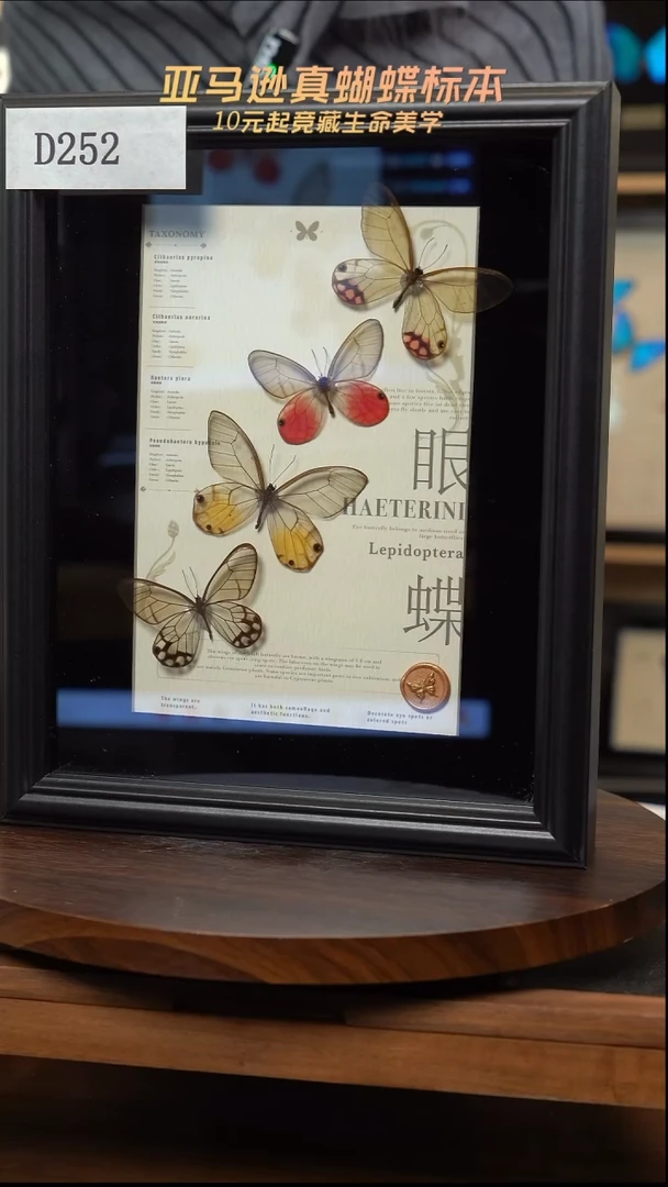 四眼蝶标本摆件