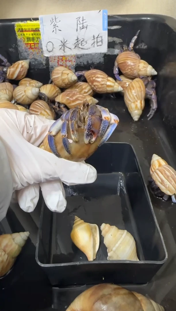 紫陆寄居蟹蓝色竞拍