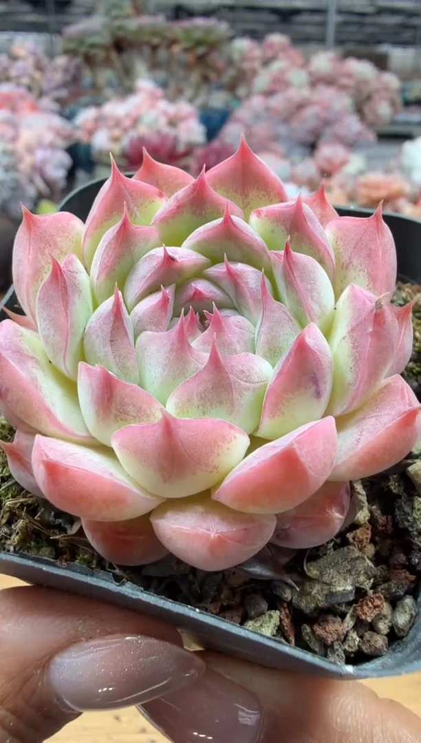 东云多肉园二店-173