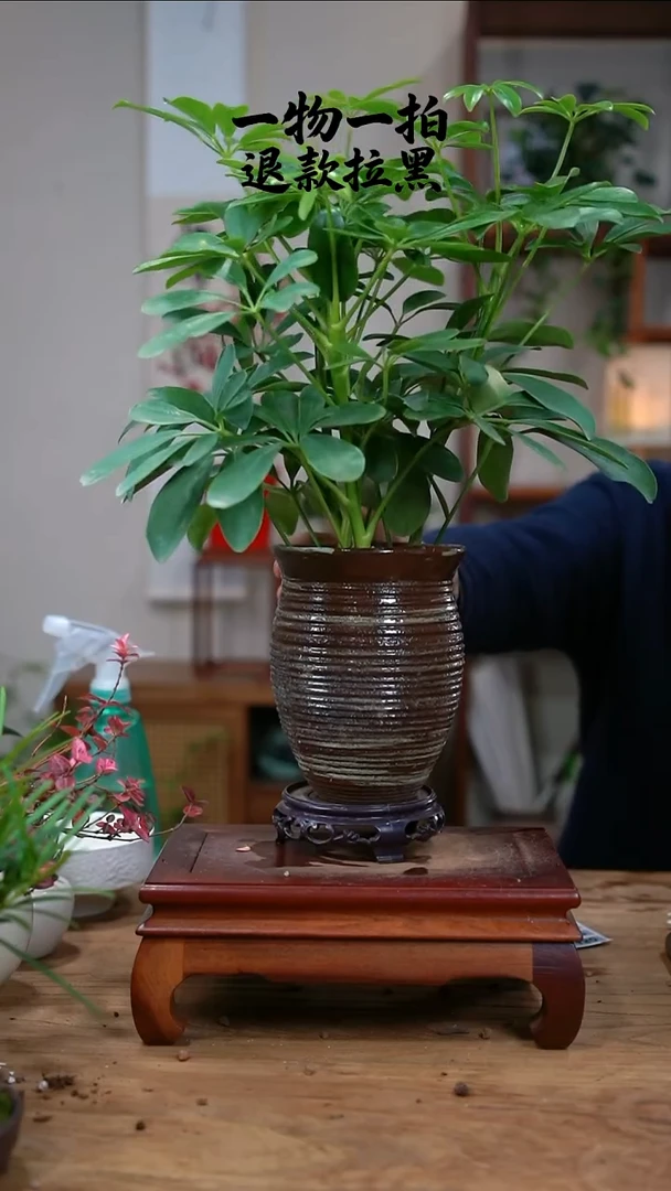 完全开放洁鸭脚木442