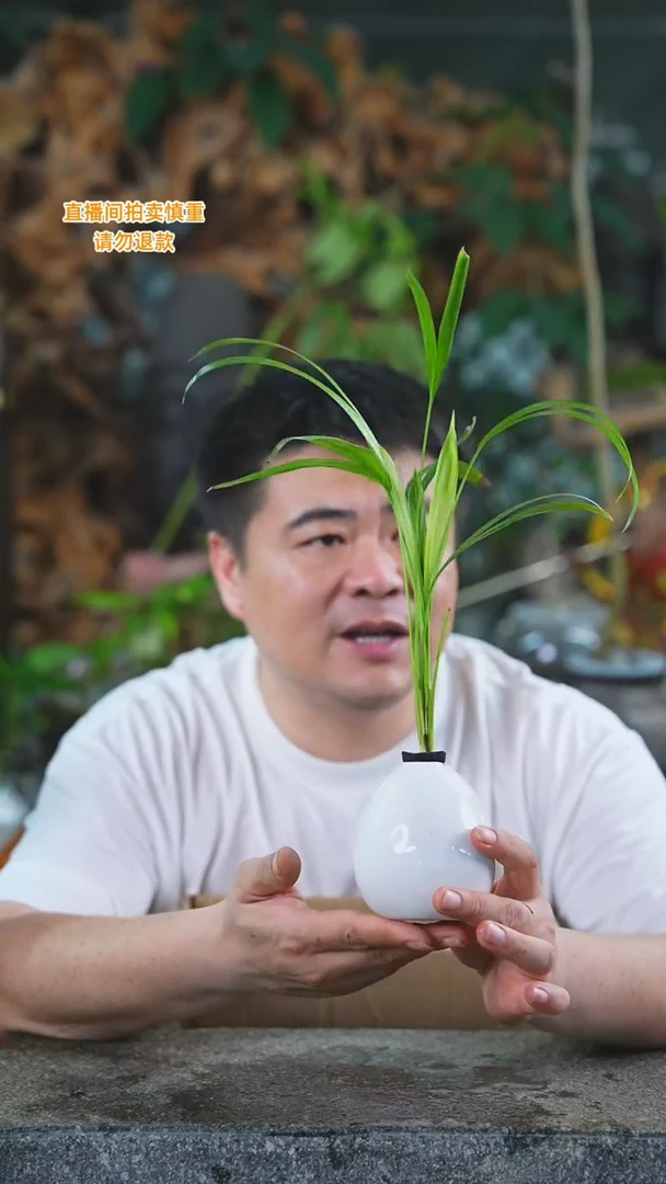 当前无花栽培后可以开花夏威夷287T