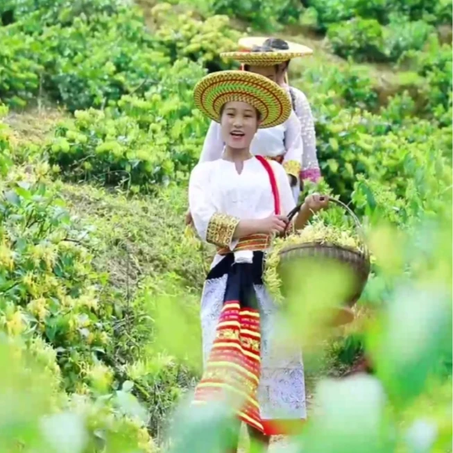 隆回金银花茶   国家地理标志产品