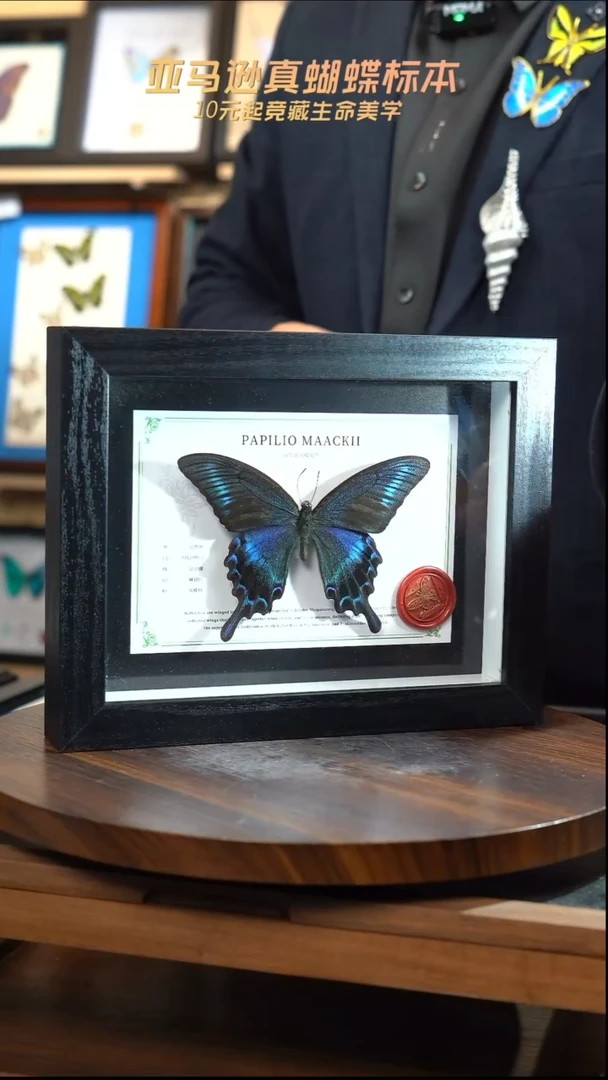 绿带翠凤蝶夏型8寸黑框国风版