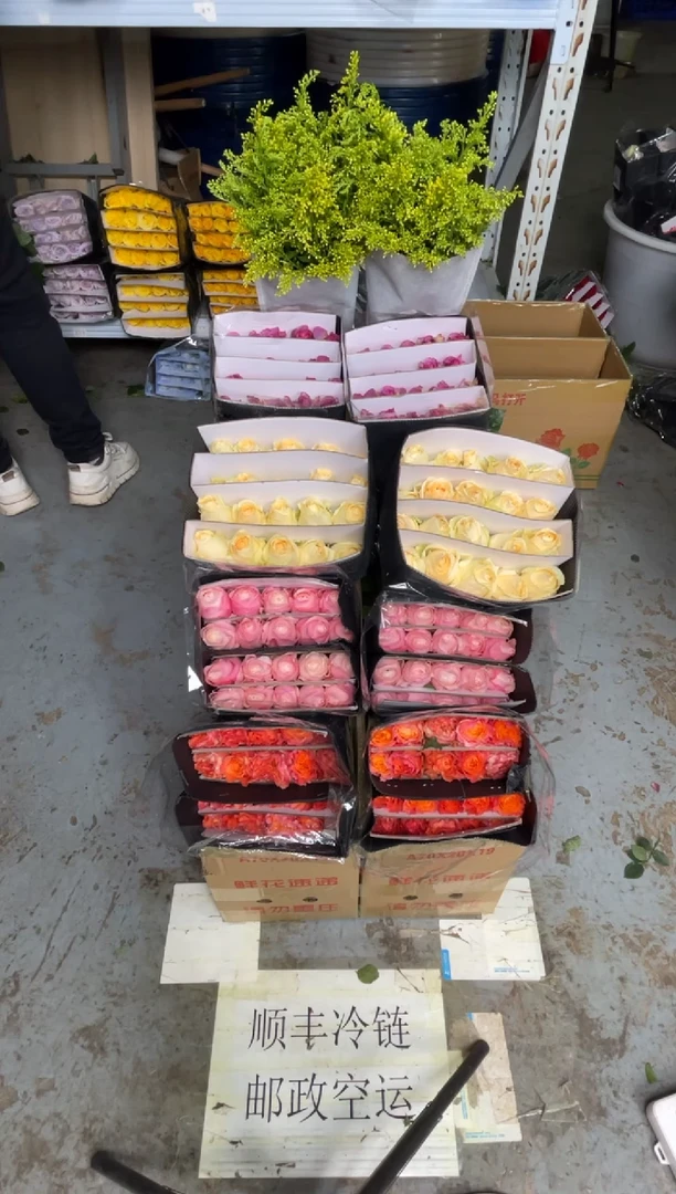 香槟20枝+火灵鸟20枝+冷美人20枝+凯瑟琳20枝+黄莺