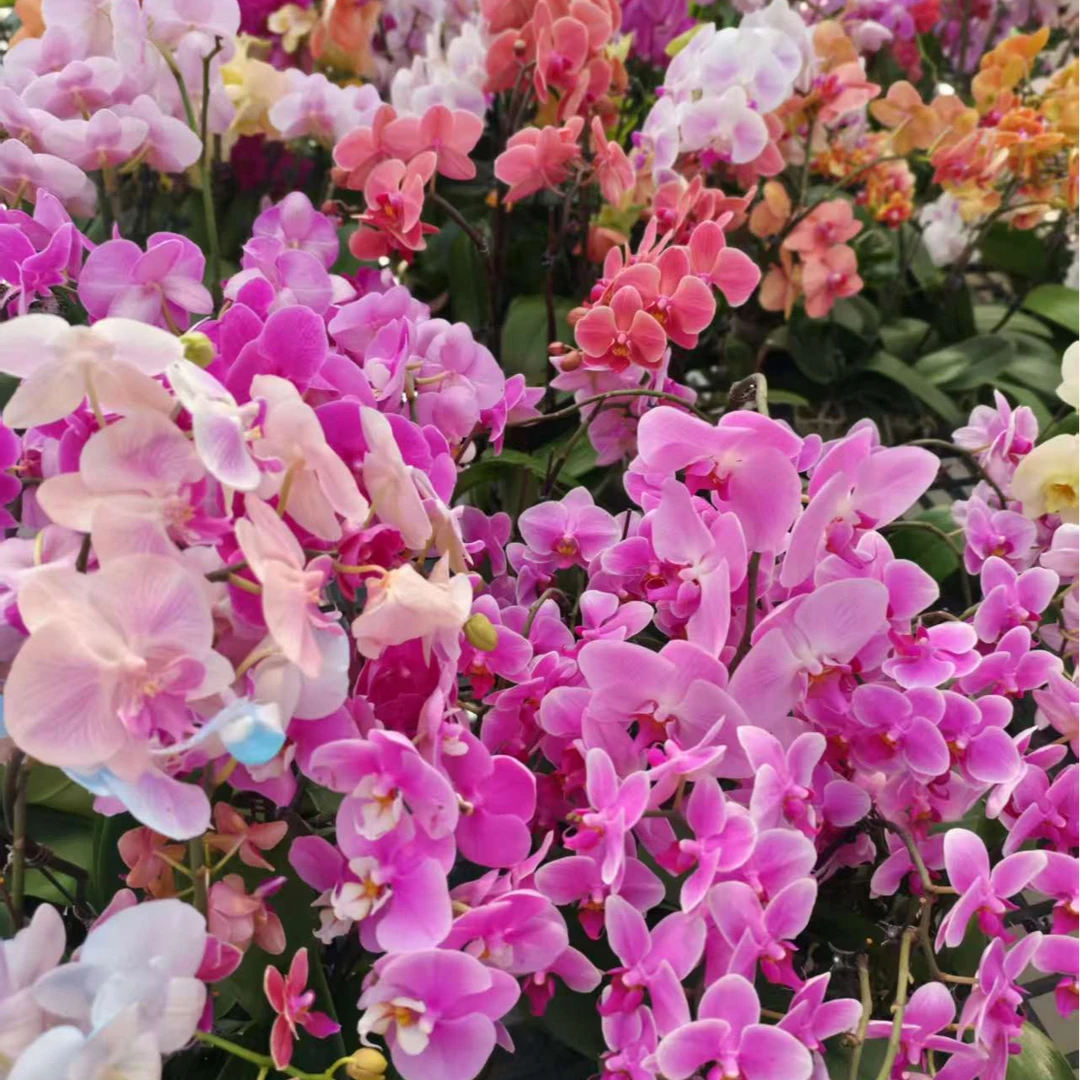 蝴蝶兰【花花随机】带花剑带花苞四季开花室内好养