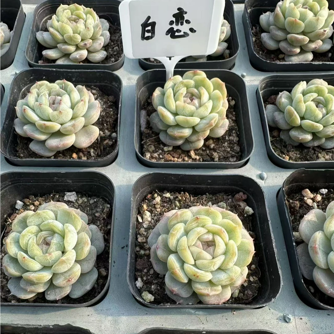 白恋多肉植物 脱土